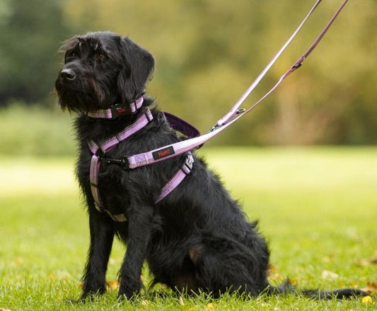 Dog Collar vs Dog Harness - Why Your Dogs Need Both