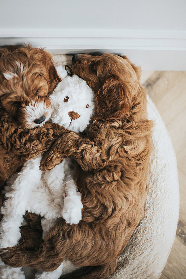 My Dog White Bear Separation and Anxiety Crinkle Toy