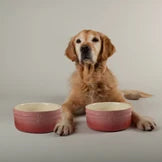 Scruffs Pink Ombre Pet Bowl