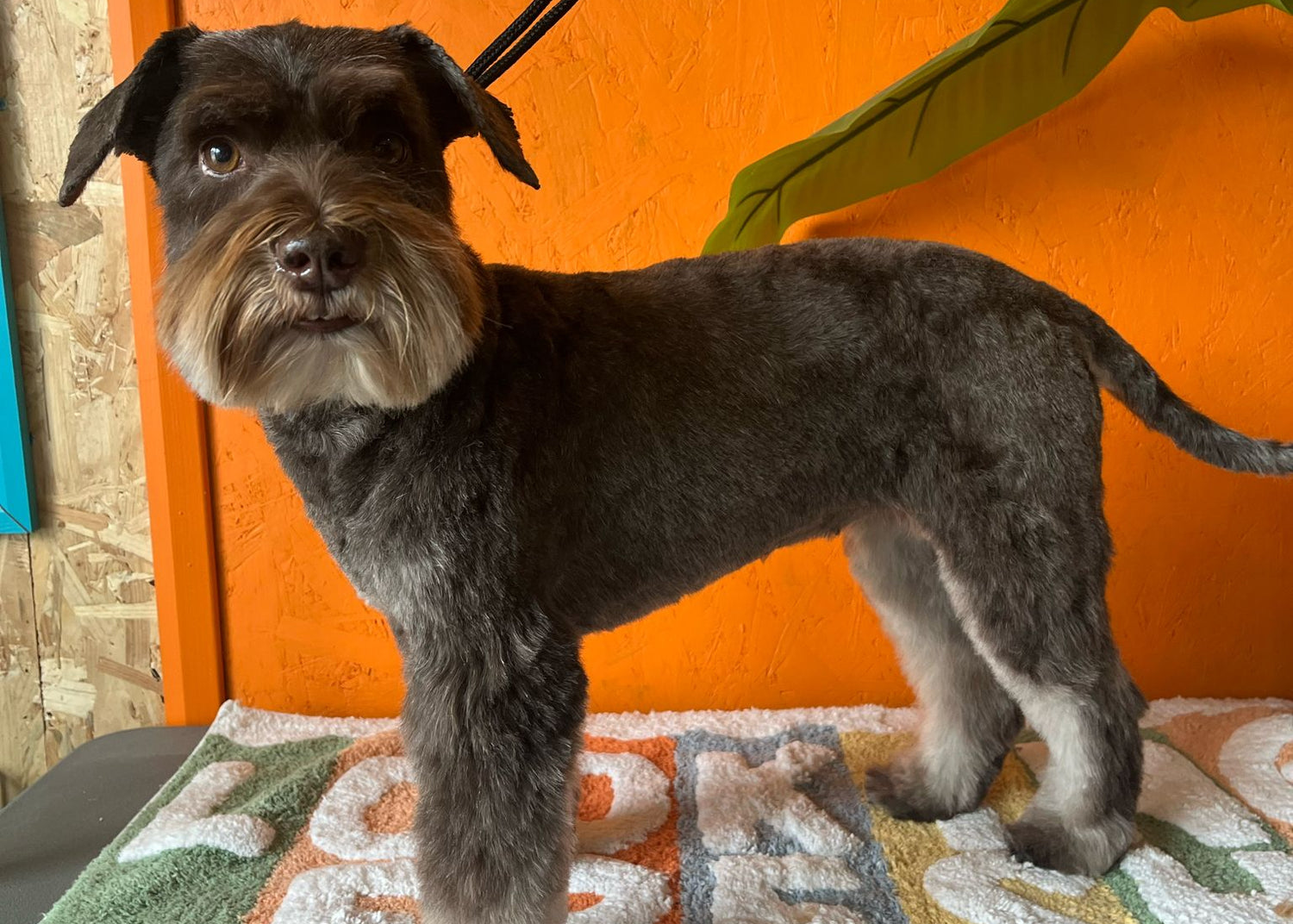 A dog after their grooming appointment at Riber Pets Duffield