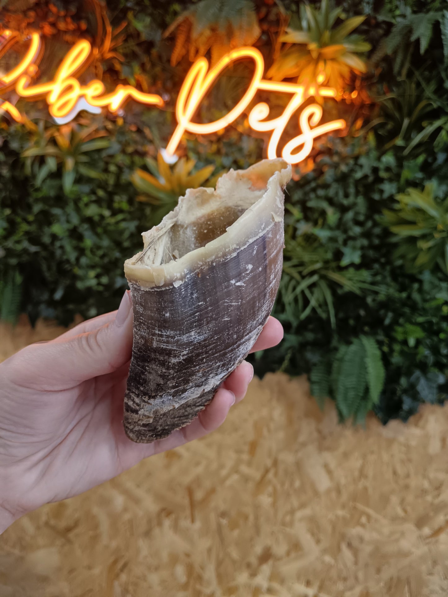 JR Calf Hoof