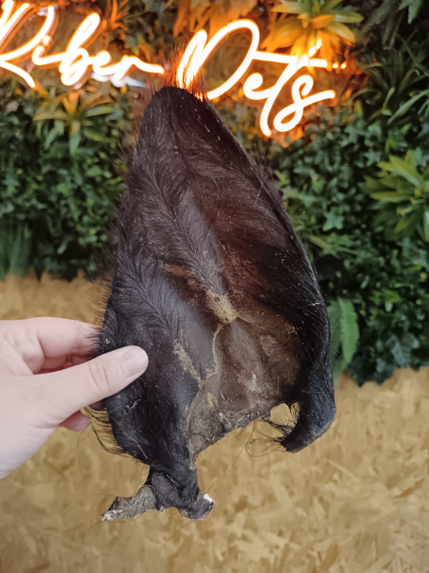 JR Cow Ears with Hair