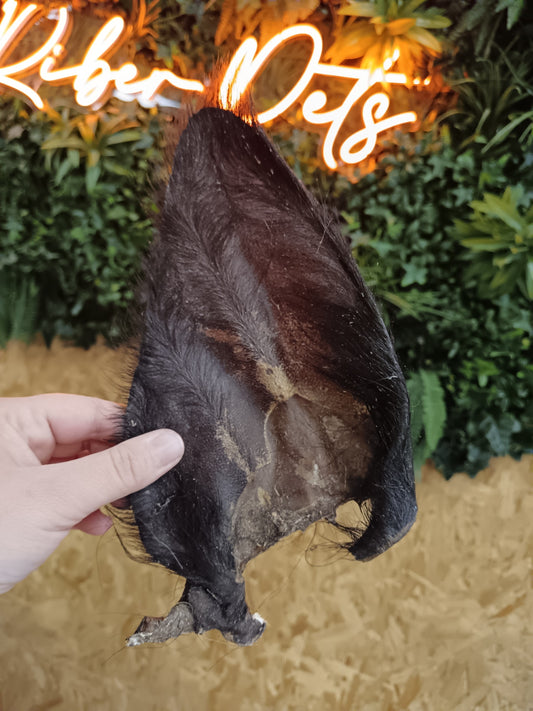 JR Cow Ears with Hair