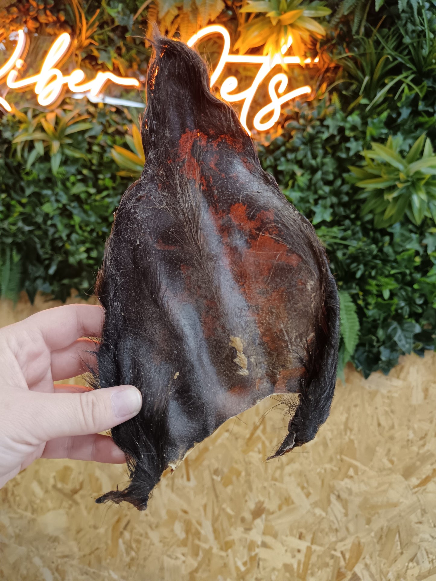 JR Cow Ears with Hair