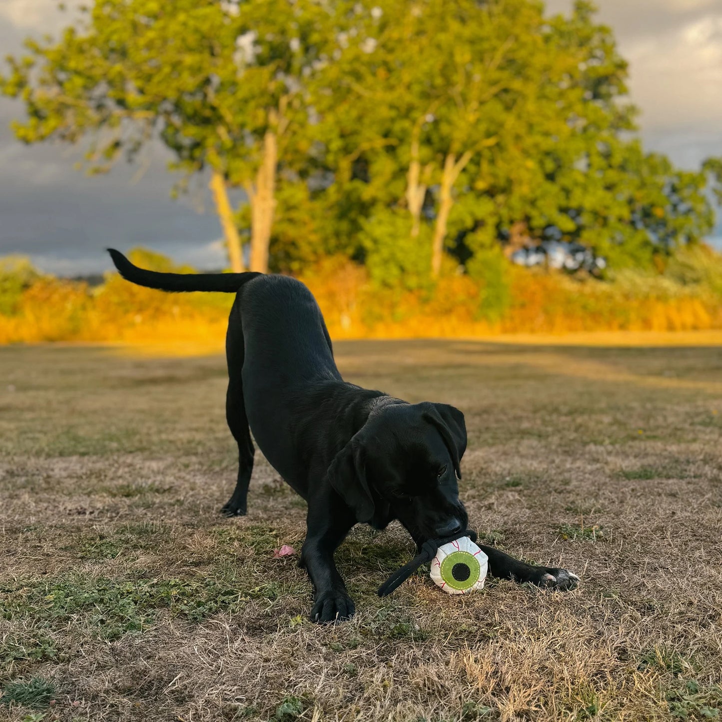 Green & Wild's Count Eye-m Watching You Eco Halloween Dog Toy
