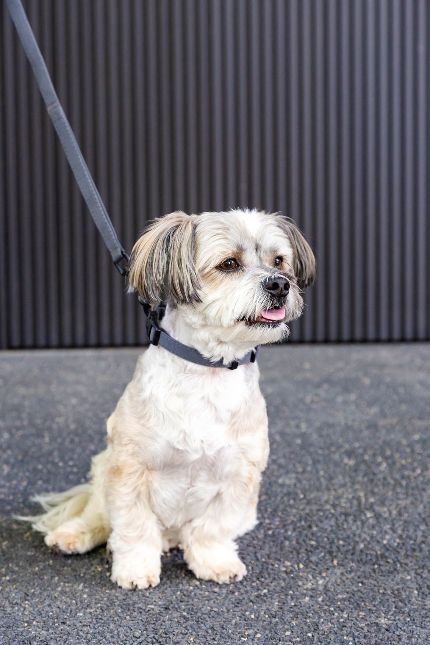 Fuzzyard Life Slate Grey Dog Collar