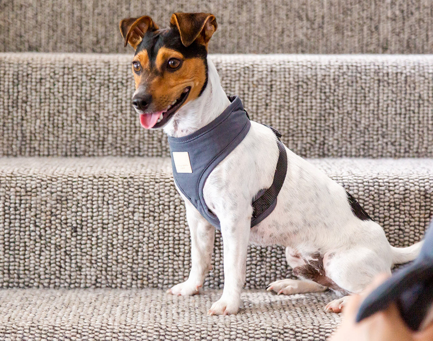 Fuzzyard Life Slate Grey Step In Dog Harness