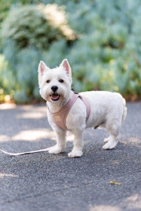 Fuzzyard Life Soft Blush Step In Dog Harness