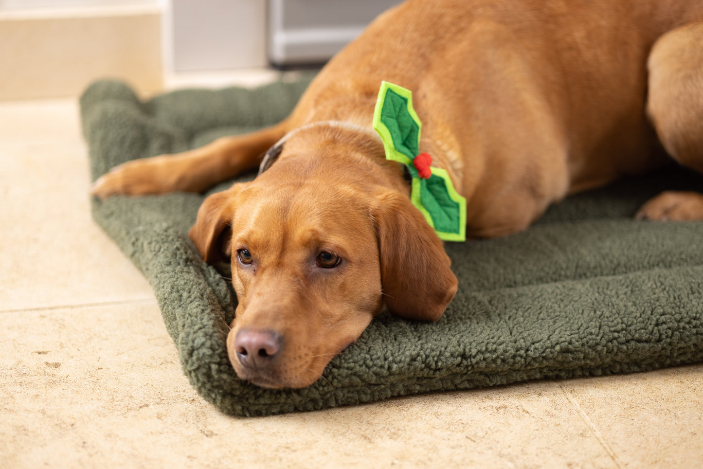 House of Paws Christmas Holly Pet Bow Tie