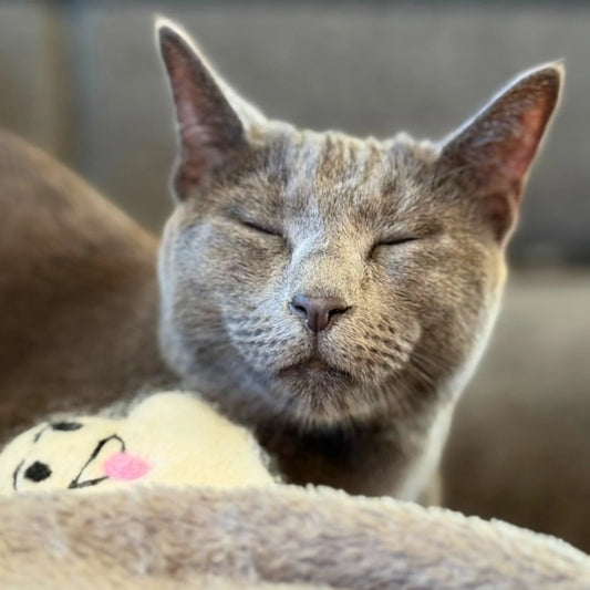 Green & Wild's Mr Spooky Halloween Eco Cat Toy with Catnip