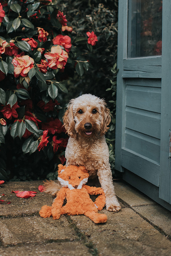 My Dog Fox Separation and Anxiety Crinkle Toy