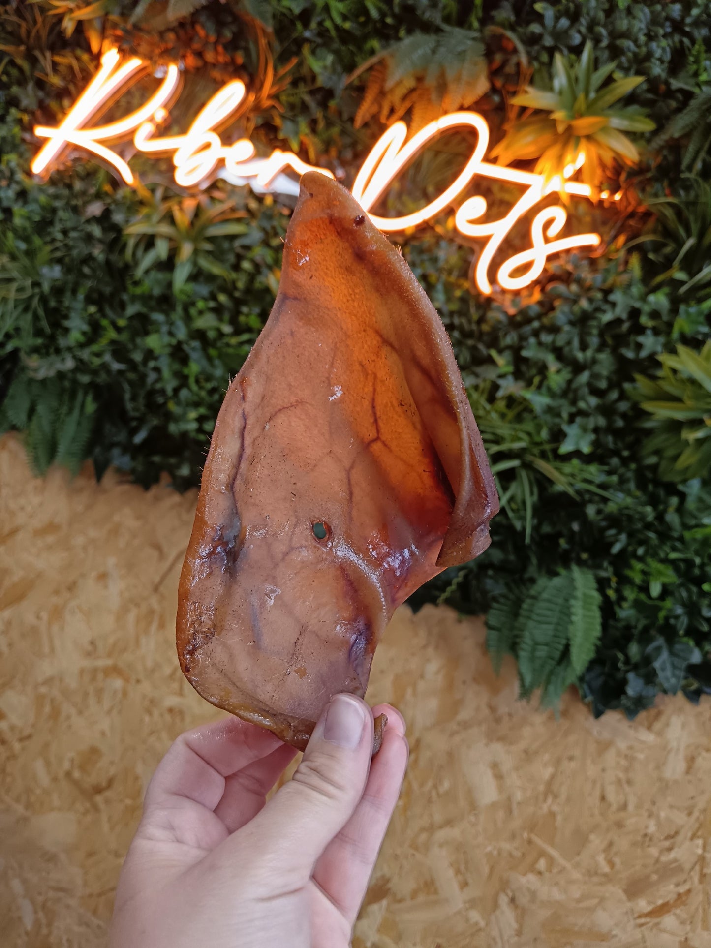 JR Pig Ear