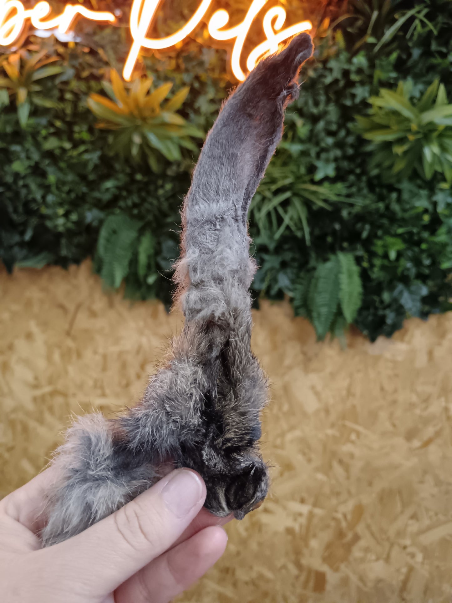 JR Natural Rabbit Ears with Hair Singles