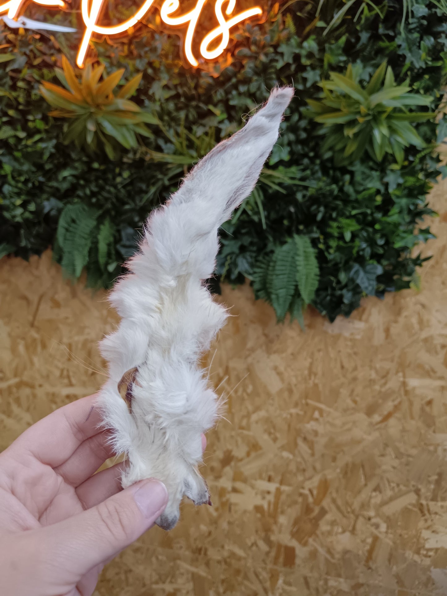 JR Natural Rabbit Ears with Hair Singles