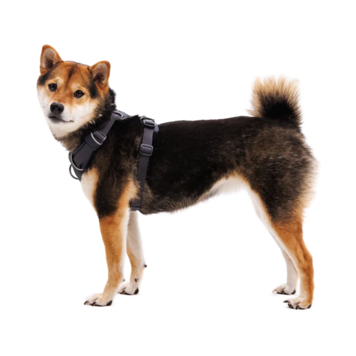 Ruffwear Front Range Harness Basalt Grey