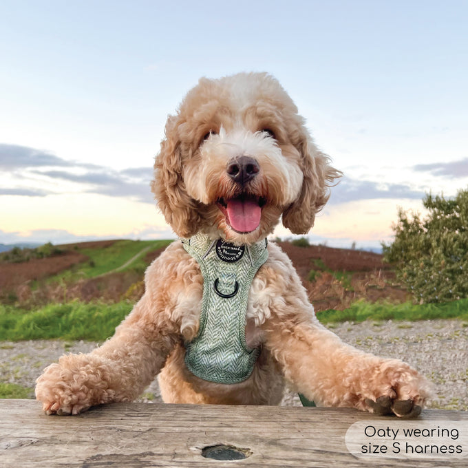 Pawsome Paws Boutique Country Thyme Harness