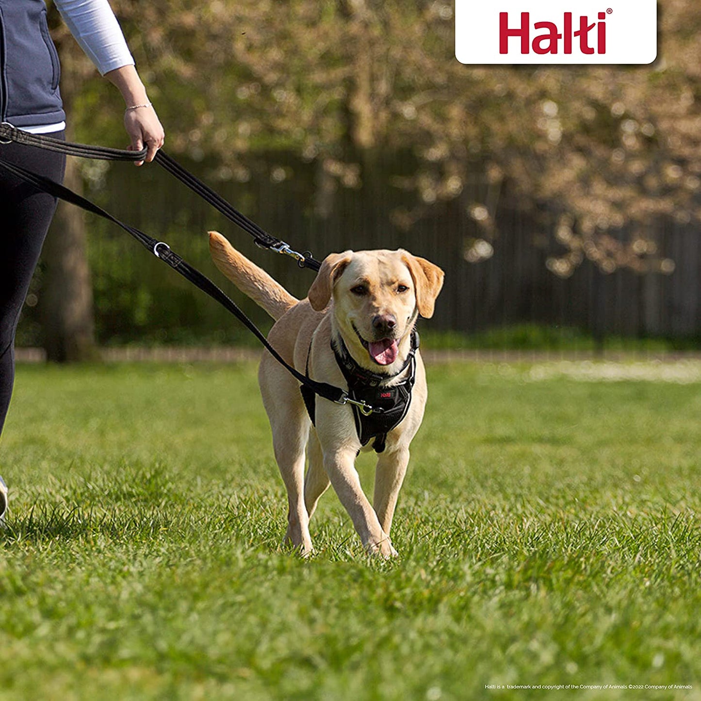 Halti Nylon Training Lead Black
