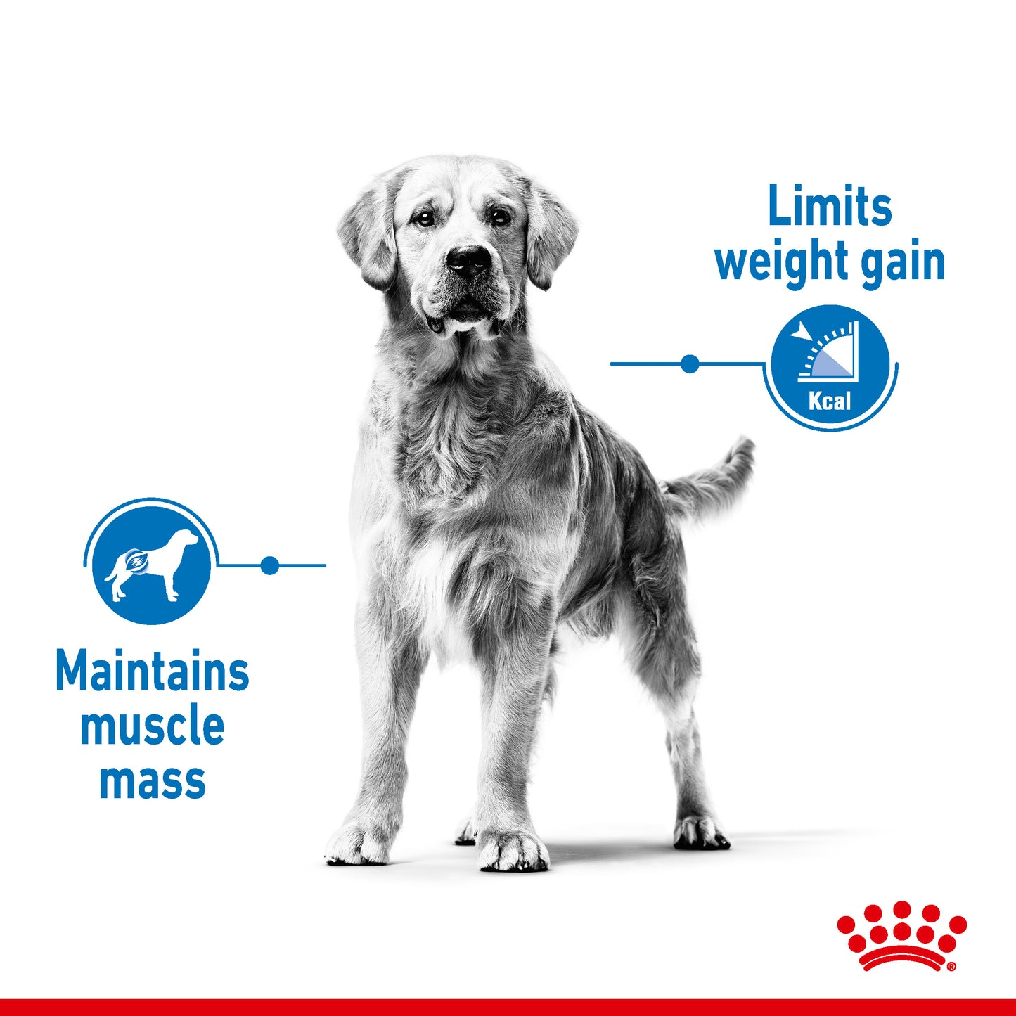 Royal Canin Medium Light Weight Care Dry Dog Food