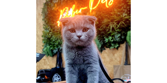 Does Your Cat Really Need Grooming? Why More Owners in Derbyshire Are Choosing Professional Cat Groomers