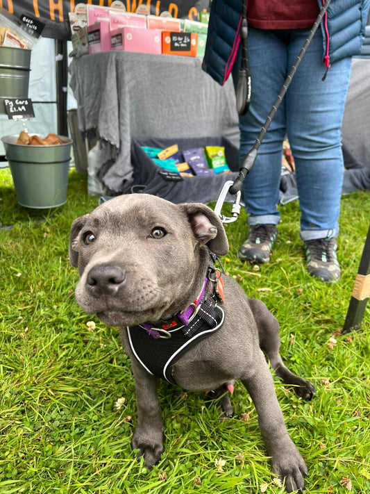 Riber Pets Proud to Host the Duffield Carnival Dog Show This Year