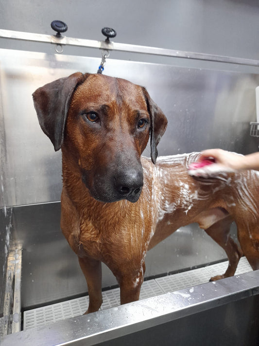 8 Reasons to visit the Self Service Dog Wash at Riber Pets Matlock