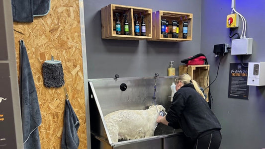 Pet owner washing a dog in the self-service grooming station at Riber Pets in Matlock, Derbyshire