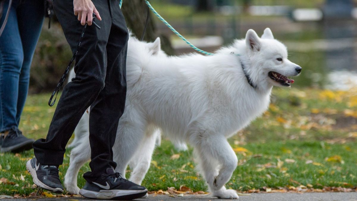 Our Top Tips To Keep Your Dog From Pulling on the Leash