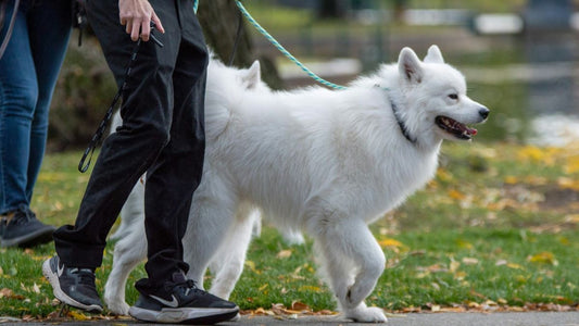 White husky dog being walked on a lead