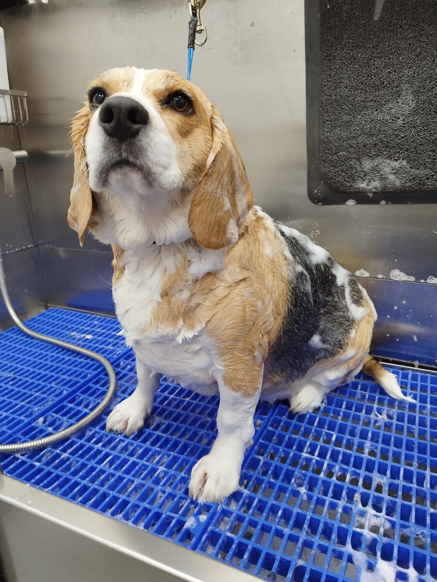 Dog Having a Soapy Bath in the Riber Pets Dog Wash