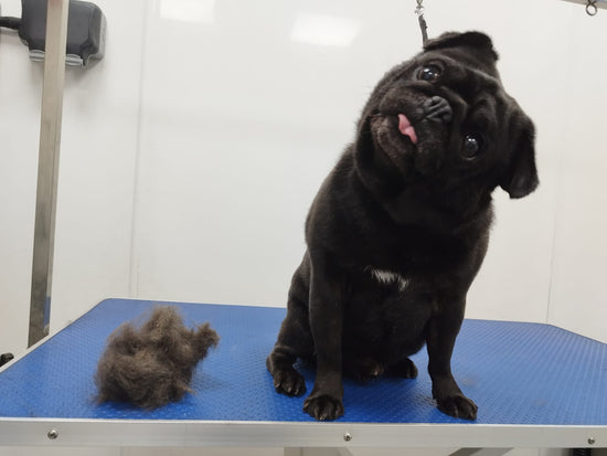 Cheeky Dog with his tongue out next to a pile of furr after his de-shed groom.