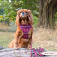 Cocopup London Dog Harness Mulberry Plaid