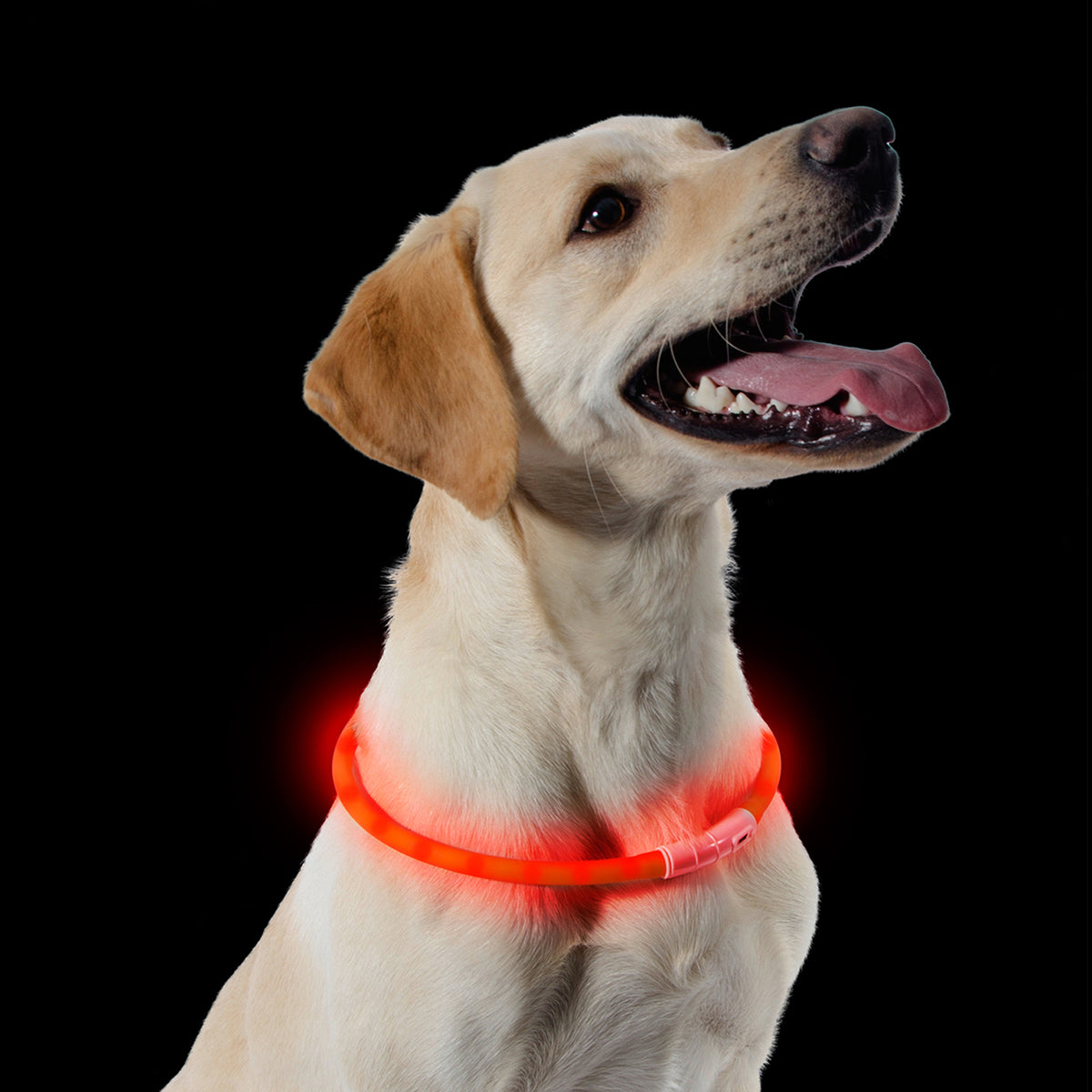 Ancol Flashing Band Orange One Size