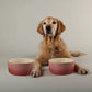 Scruffs Pink Ombre Pet Bowl