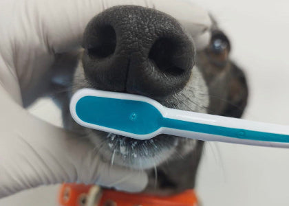 A close-up of a dog being brushed with a blue and white pet toothbrush by a gloved hand. The dog has a black and white coat and is wearing an orange collar.