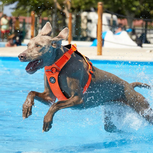 BullyBillows Air Mesh Dog Harness - Anti-Pull, With Handle, Non Restrictive & Adjustable Orangw