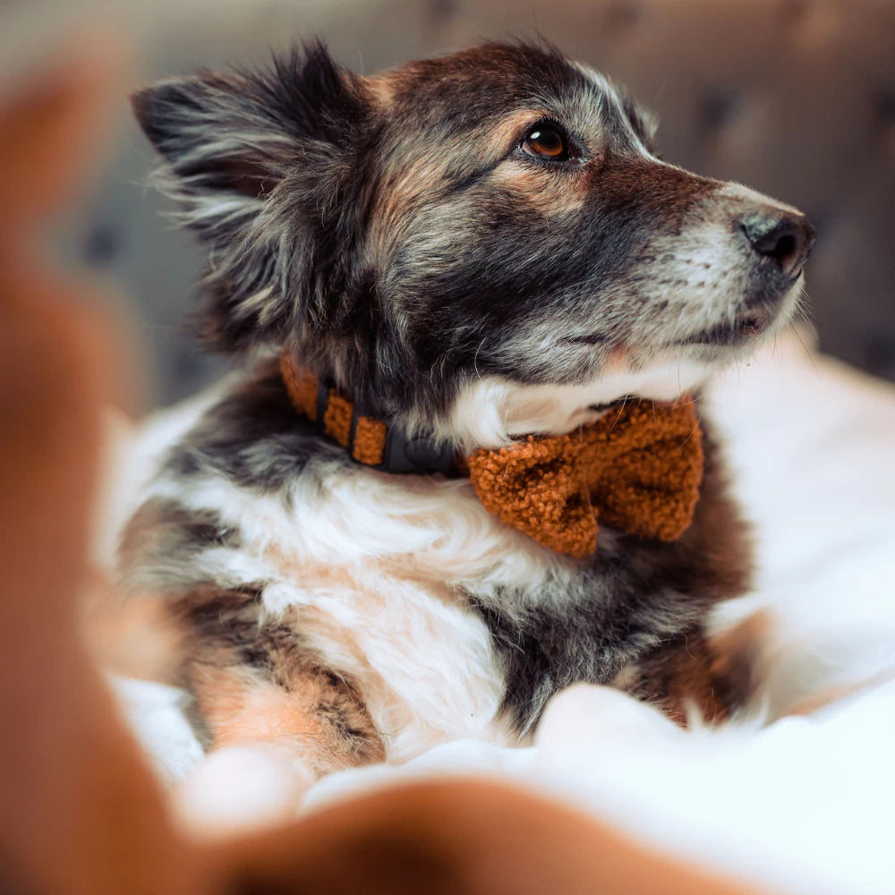 Cocopup Teddy Paddington Dog Collar