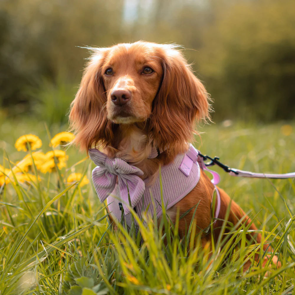 Cocopup London Lilac Cord Dog Harness