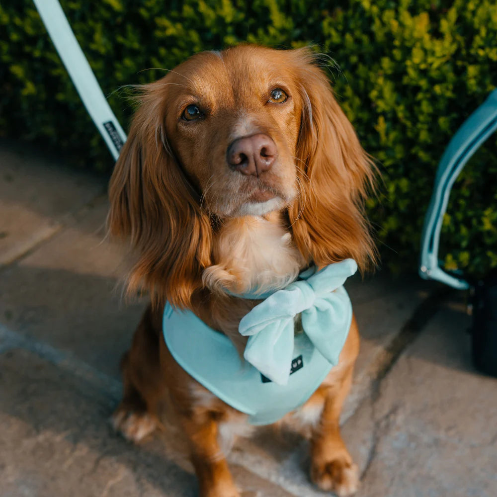 Cocopup London LUXE Royal Turquoise Dog Lead