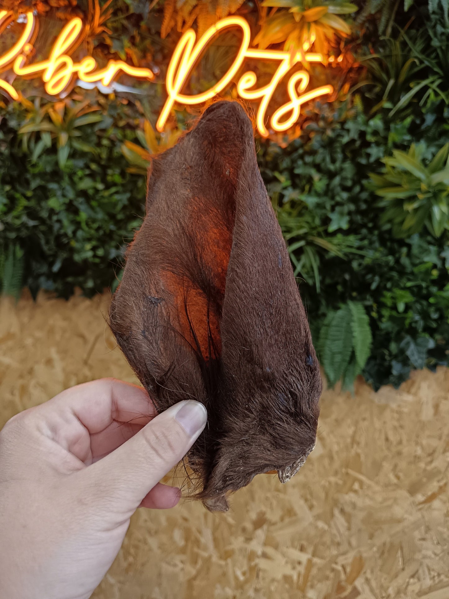 JR Cow Ears with Hair