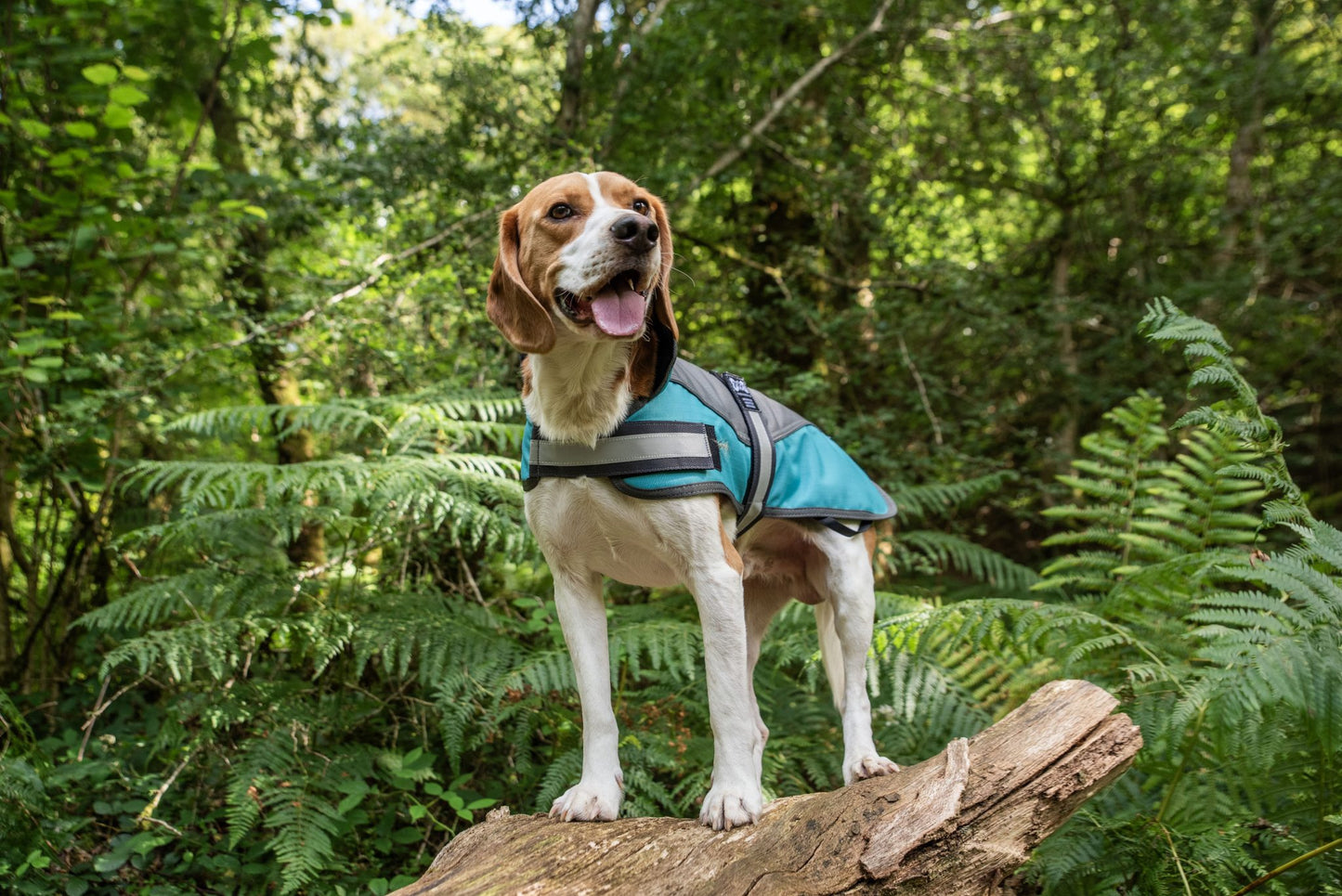 AniMate Padded Lining Dog Coat Grey & Teal