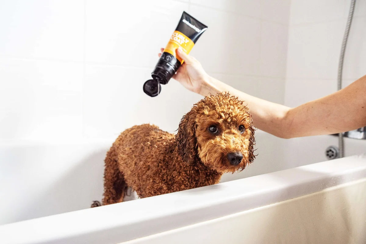 Animology Curly Coat Shampoo 250ml
