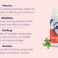 Dorwest Calming Scullcap & Valerian Tablets For Dogs And Cats