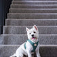 Fuzzyard Life Myrtle Green Step In Dog Harness