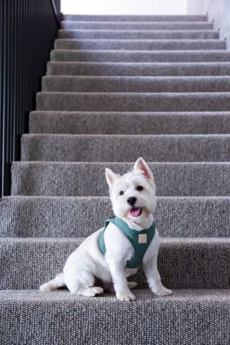 Fuzzyard Life Myrtle Green Step In Dog Harness