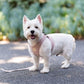 Fuzzyard Life Soft Blush Step In Dog Harness