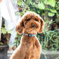 Fuzzyard Life French Blue Dog Collar