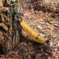 Green & Wild's Barry the Banana Eco Dog Toy