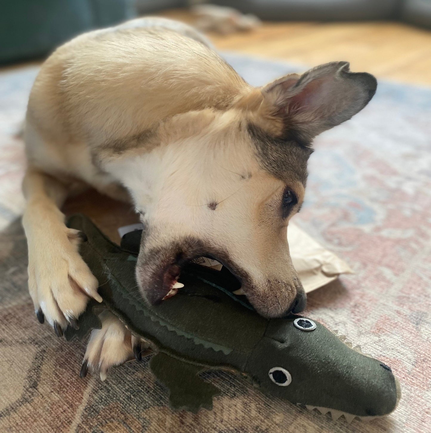 Green & Wild's Colin the Crocodile Eco Dog Toy