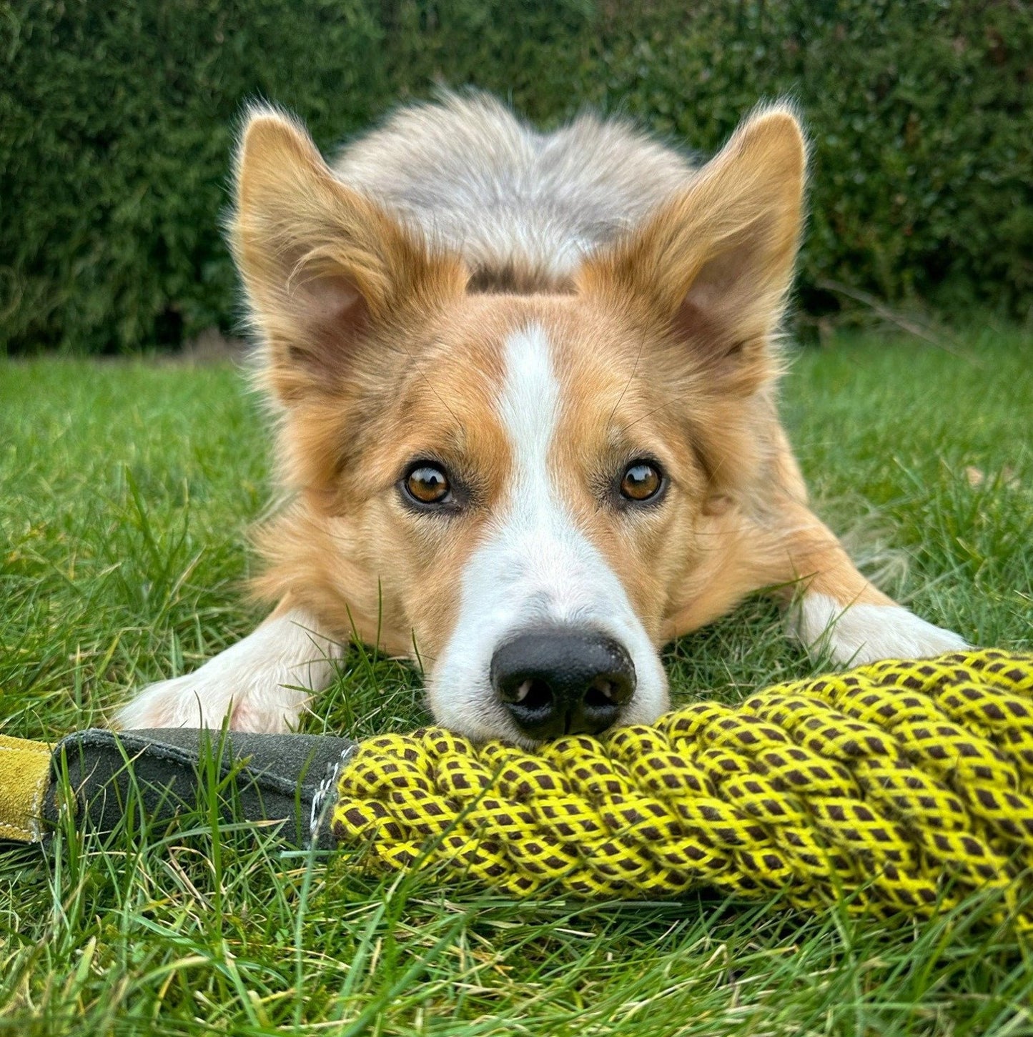 Green & Wild's Delilah the Duckess Eco Dog Toy