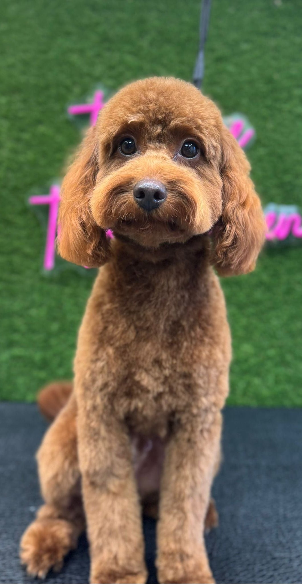 Brown cockerpoo sitting on a black surface with a green background. perfectly groom atRiber Pets Dog grooming Derbyshire